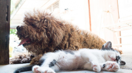 KOE Mexico Gato Pardo Pata de Perro