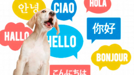 idioma ladrido