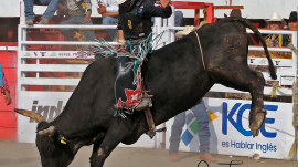 02 bull fighters hablan ingles